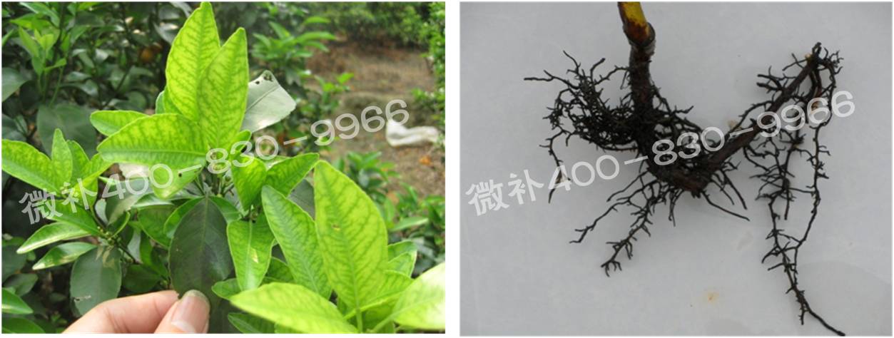微補由國際植物營養(yǎng)專家領銜的微肥企業(yè),40年微肥經驗,針對80多種農作物,有100多個微肥產品,涵蓋葉面肥,沖施肥,水溶肥等.咨詢熱線:400-830-9966微補系列微肥,質量好,肥效高,見效快,后勁大,無公害.