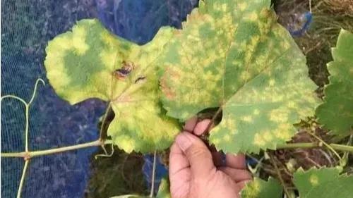 褐斑病 褐斑病