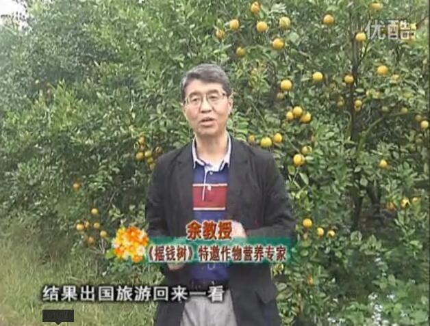 20160111珠江臺(tái)搖錢樹：貢柑大場(chǎng)樹弱黃葉，今年樹勢(shì)大翻身果靚還高價(jià)！